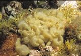 Colpomenia sinuosa1